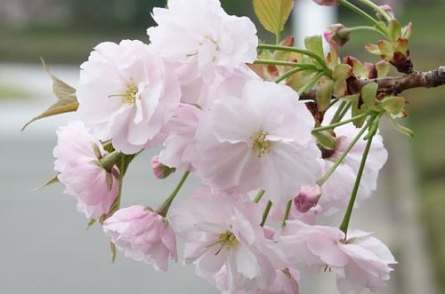 Anh đào Ichiyou - một trong những loài hoa anh đào phổ biến ở vùng Kanto.