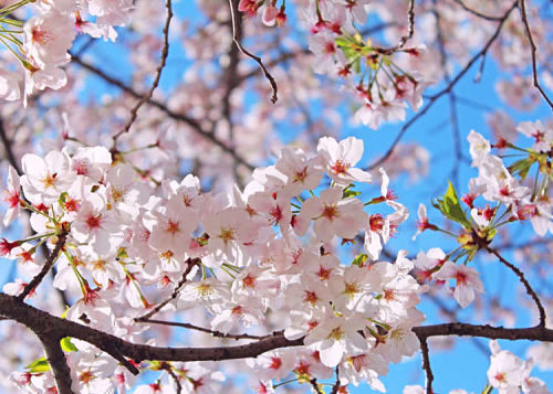 Someiyoshino - giống hoa anh đào phổ biến nhất Nhật Bản.