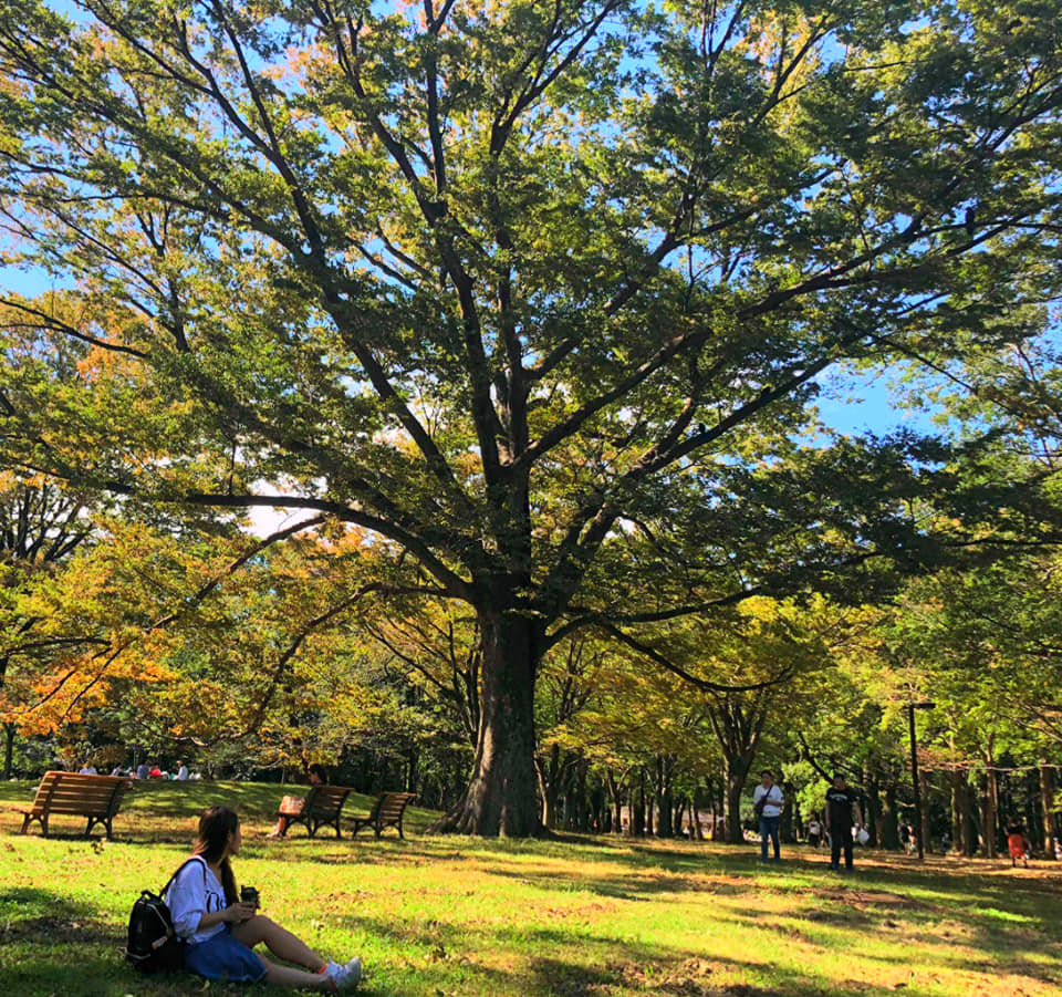 Công viên Yoyogi mùa lá vàng