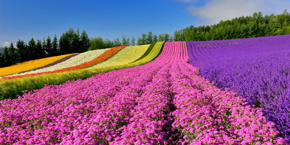 Furano – Vùng đất hoa Lavender
