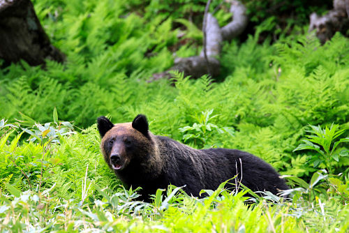 Một con gấu nâu trong Vườn quốc gia Shiretoko.